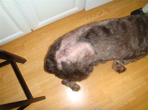 Our Dog Is Losing Her Hair In A Patch On Her Back It Started Out Small