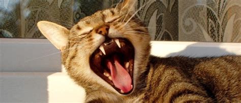 If she's still eating, drinking however, frequent vomiting in cats can indicate other more serious conditions, so be sure to let your veterinarian know if the vomiting happens more. Why Is My Cat Vomiting? What Is Normal and What Is Not ...