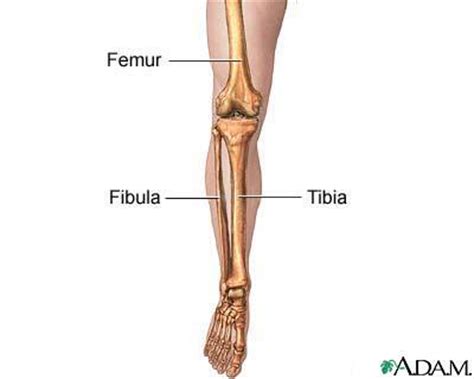 Nervsystemet anatomy, diagram & function | health. Practical Nursing 127 > Walker > Flashcards > Chapter 6 ...