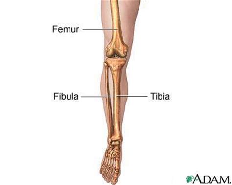 Therefore, some physically achievable backbone shapes may not be included in the modal models. Bones - Biology Ii with Mrs.d at Trion High School - StudyBlue