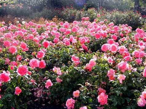 Queen Marys Garden Most Beautiful Rose Garden Ever Tourism