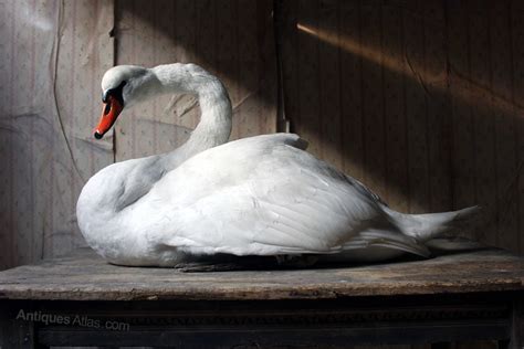Antiques Atlas Large Mature 20thc Taxidermy Mute Swan