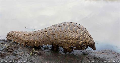 Thinking about africa's endangered animal species often makes me sad. The Most Endangered Animals in Africa - SafariBookings