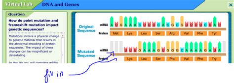 If you need to review the mutation guide, open it up at any time by clicking the mutation guide button in the lower left hand portion of the page. Solved: Fill In The Mutated Sequence And Amino Acid Sequen ...