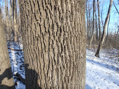 Poplar Tree Identification