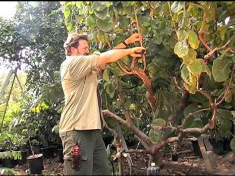 Fruit growing at the base of branches will taste better and be less likely to cause limb breakage. How to Prune a Cherimoya Tree - YouTube