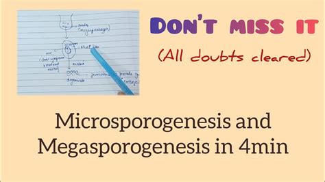 Microsporogenesis And Megasporogenesis In 4 Min For Neet Neet Bio
