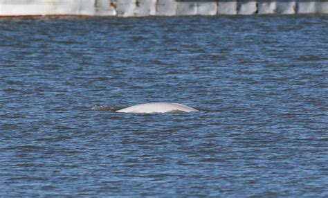 Benny The Beluga Whale Disappears From Thames