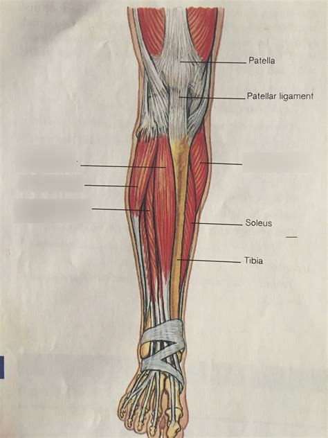 Leg Muscles Diagram Labeled Leg Muscle Diagram Labele