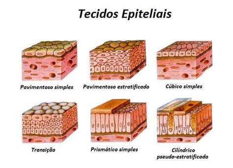 Tecido Epitelial Tecido Epitelial Tecido Epitelial Resumo Citologia