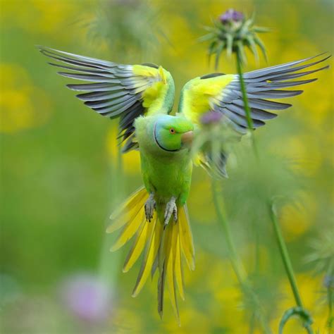 Beautiful Birds Are Numerous In Israel These Stunning Photos Showcase