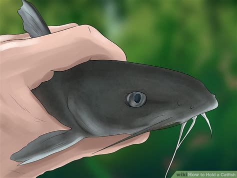 Firmly grab behind the dorsal and pectoral spine to start this hold, place your thumb and index fingers behind the dorsal and pectoral spine. 3 Ways to Hold a Catfish - wikiHow