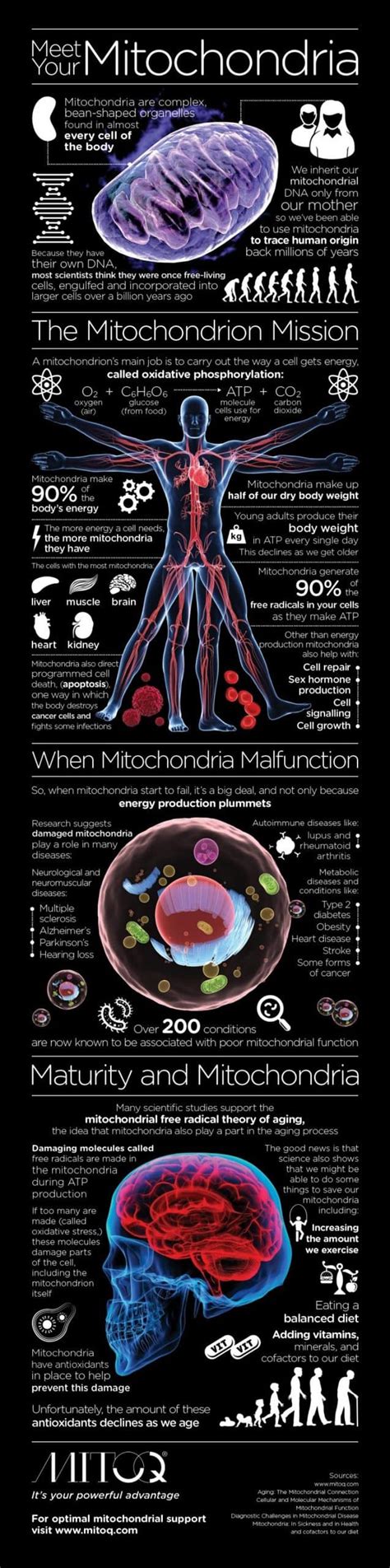 The Mitochondria Is The Powerhouse Of The Cell And Other Facts