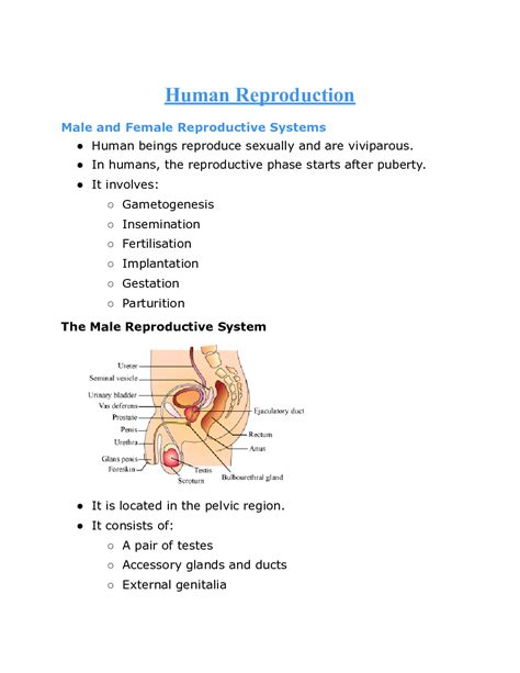 Download Cbse Class 12 Biology Revision Notes Human Reproduction Pdf Online