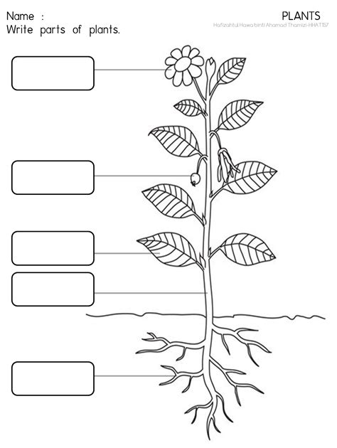 Antara tumbuhan dan ciri yang berikut. Cikgu Fieza (HHAT157): Tumbuh-tumbuhan