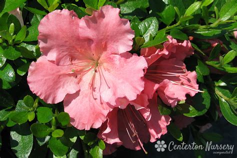 Check spelling or type a new query. 'Gumpo Pink' Dwarf Azalea