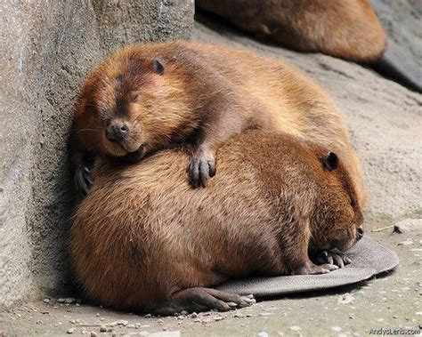 Sleeping Beaver Images Hugging Beavers Andyslens Photo Blog