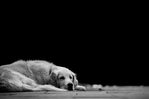 Sad Dog Free Stock Photo Public Domain Pictures