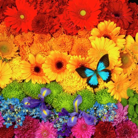 Large Blue Butterfly On A Rainbow Of Colored Flowers Photograph By