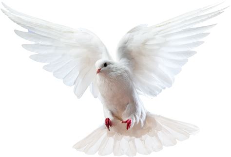 Download Dove Png Person And Work Of The Holy Spirit Transparent