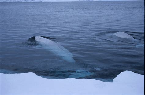 Check spelling or type a new query. White whale - Norsk Polarinstitutt