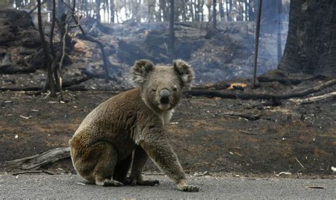 Koalas Under Threat In Australia In Pictures Environment The Guardian