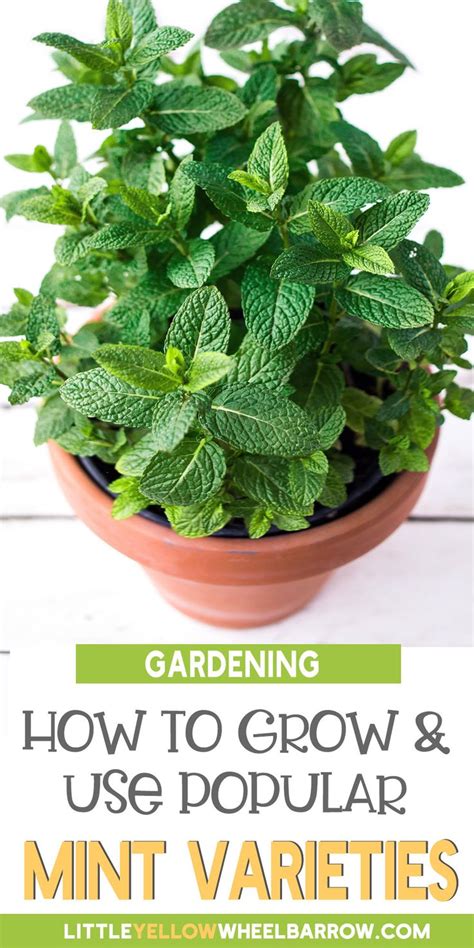 A Potted Plant With The Words Gardening How To Grow And Use Popular