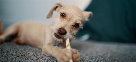 So kann überprüft werden, ob und wie eine behandlung erforderlich ist. Milchzähne Bei Hundewelpen : Das Beste Spielzeug Fur ...