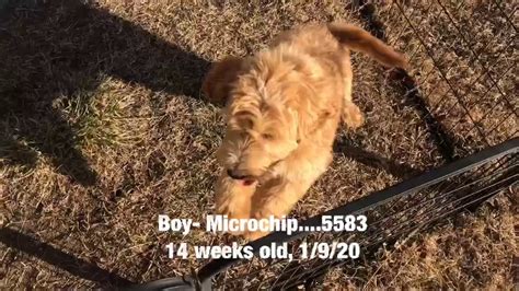 Puppies can leave for your home around the end of june puppies will f2 goldendoodle pups for sale. Standard F1b Goldendoodle puppies! - YouTube