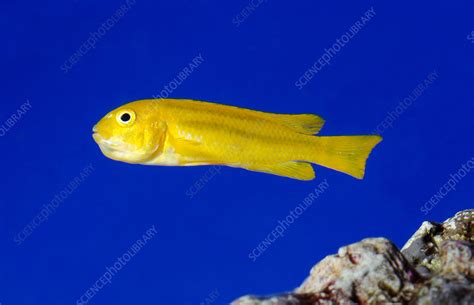 Yellow Clown Goby Or Okinawa Goby Stock Image C0243174 Science