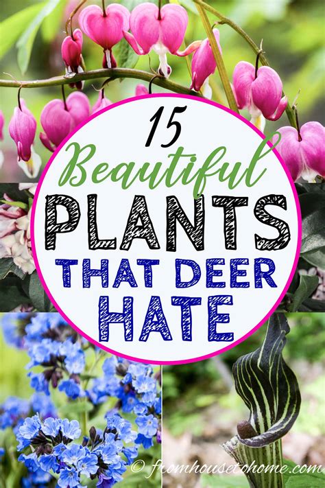 Deer Resistant Shade Plants 15 Beautiful Perennials And Shrubs That