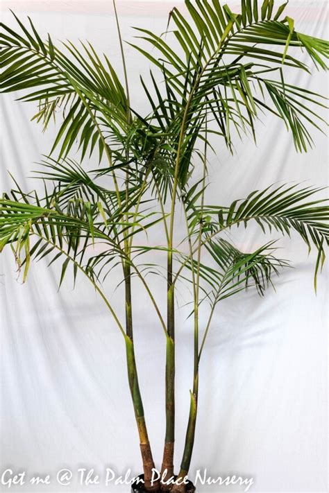 It small red fruit is inedible. Bangalow Palm - Archontophoenix cunninghamiana 35ltr/400mm