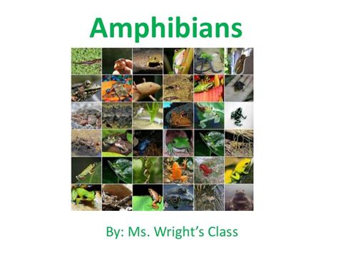 Amphibians Group