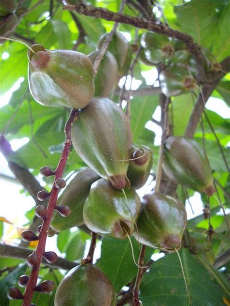Buah Putat Kampong By Mr Saiful Via Flickr Exotic Fruit Weird Fruit Tropical Fruits