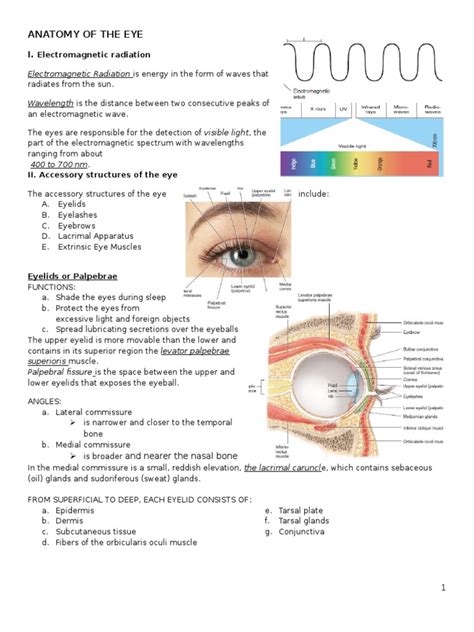 Anatomy And Physiology Of The Eye Pdf Human Eye Retina