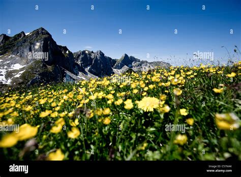 Field Of Flowers With Rocky Mountains Stock Photo Alamy