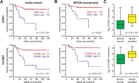 Ccnb1 And Cdk1 Mrna Expression Correlate With A Poor Outcome And Mycn