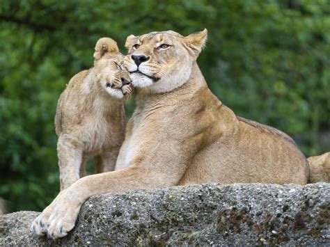 Big Cats Lions Cubs Stones Two Animals Lion Cub
