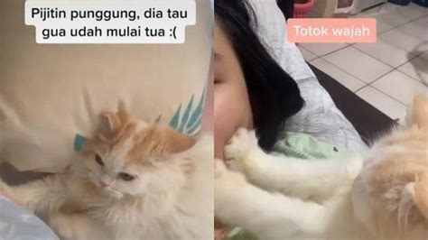 Video Lucu Kucing Pijat Cewek Viral Pemilik Bongkar Cerita Sebenarnya