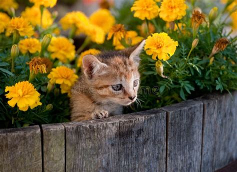 Cute Kitten In Flowers Stock Photo Image Of Yellow Adorable 11185066