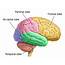 Positions And Functions Of The Four Brain Lobes  MD Healthcom