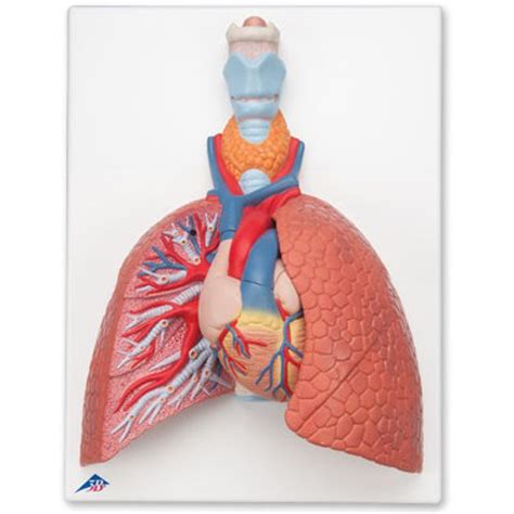 Lung Model With Larynx Vc243 1001243 Respiratory System With Larynx