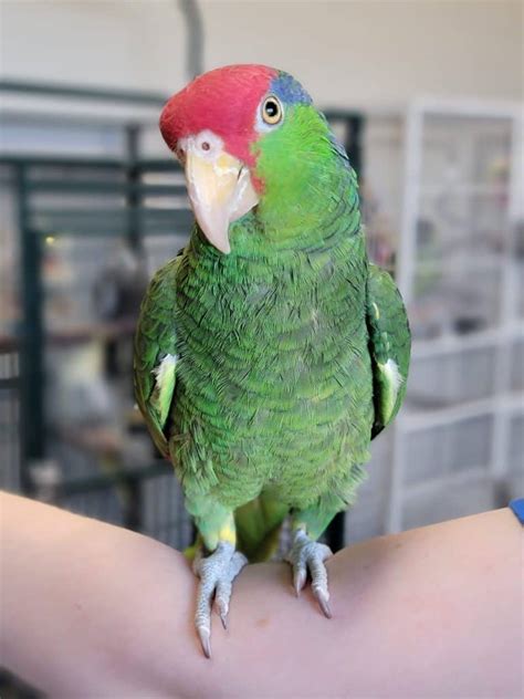 Mexican Red Head Parrot For Sale