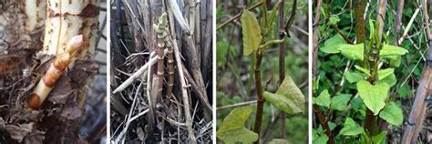 How To Spot Japanese Knotweed Early Growth Pba Solutions