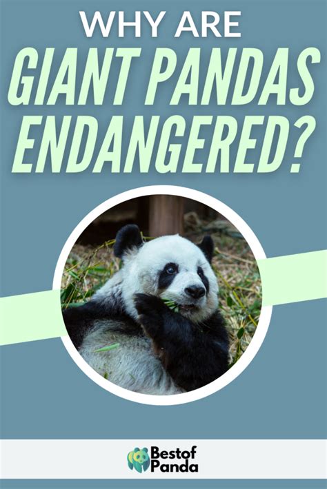 Why Are Giant Pandas Endangered Solved Bestofpanda