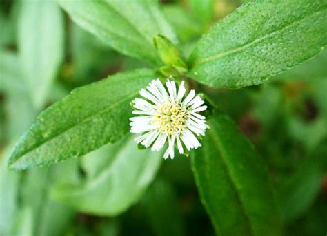 Take equal quantities of amla powder. How to Use Eclipta Alba (Bhringraj) for Hair Growth ...