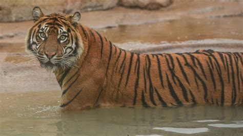 Sumatran Tigers Move Into Their New Home At Chester Zoo Youtube