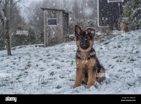 German Shepherd In Snow Hi Res Stock Photography And Images Alamy