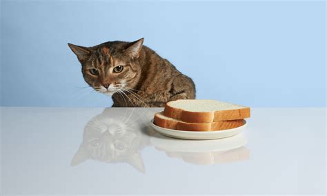 Can Cats Eat Bread Everything You Need To Know Bechewy