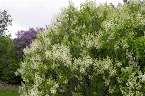 The Primrose Lilac Is A Rare Yellow Lilac That Is Much Sought After But